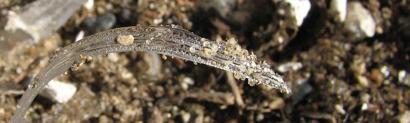 2008-12-13_Ice_Forest 019_1.jpg